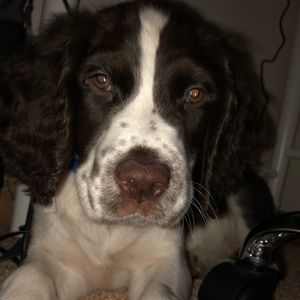 Meet your Posher, Haley